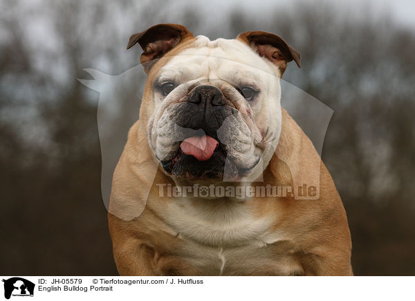 Englische Bulldogge Portrait / English Bulldog Portrait / JH-05579