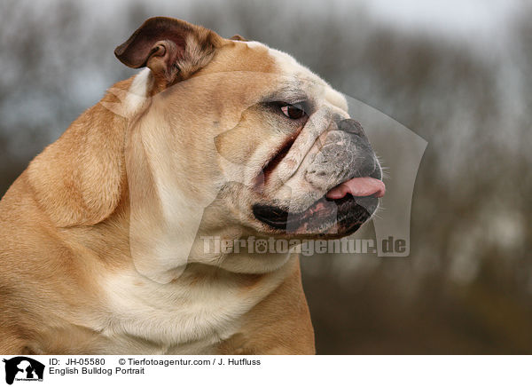 Englische Bulldogge Portrait / English Bulldog Portrait / JH-05580