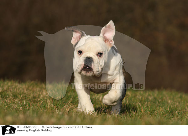 rennende Englische Bulldogge / running English Bulldog / JH-05585