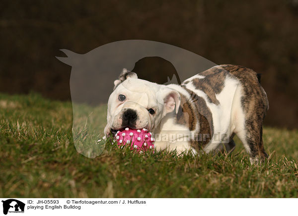 spielende Englische Bulldogge / playing English Bulldog / JH-05593