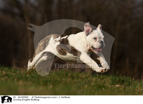 rennende Englische Bulldogge / running English Bulldog / JH-05595