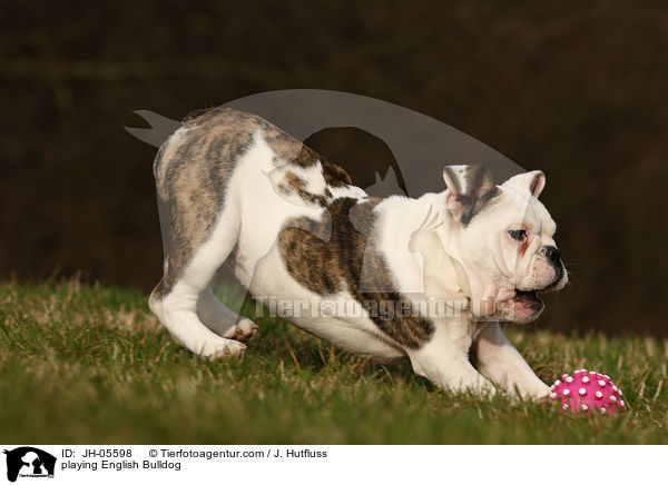 spielende Englische Bulldogge / playing English Bulldog / JH-05598