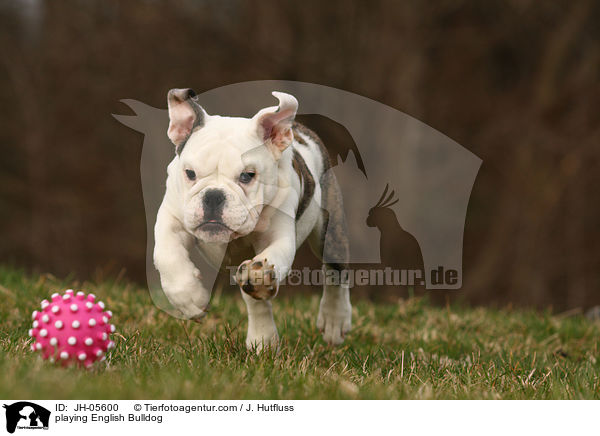 spielende Englische Bulldogge / playing English Bulldog / JH-05600