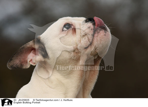 Englische Bulldogge Portrait / English Bulldog Portrait / JH-05605