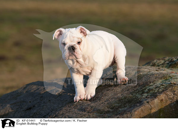 Englische Bulldogge Welpe / English Bulldog Puppy / KF-01441
