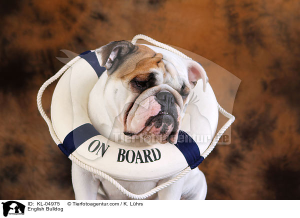 English Bulldog / KL-04975