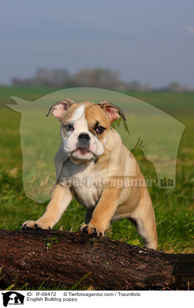 Englische Bulldogge Welpe / English Bulldog puppy / IF-06472
