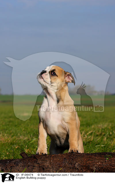 Englische Bulldogge Welpe / English Bulldog puppy / IF-06474