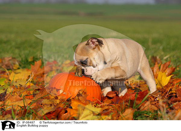 Englische Bulldogge Welpe / English Bulldog puppy / IF-06487