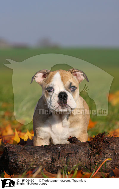 Englische Bulldogge Welpe / English Bulldog puppy / IF-06492