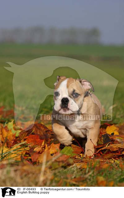 English Bulldog puppy / IF-06493