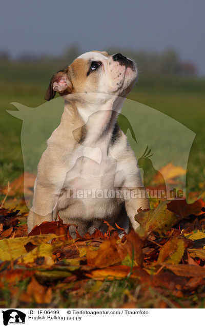 Englische Bulldogge Welpe / English Bulldog puppy / IF-06499