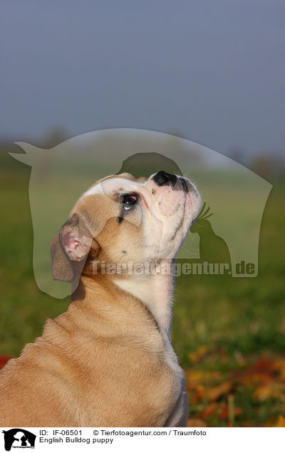 Englische Bulldogge Welpe / English Bulldog puppy / IF-06501