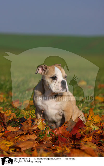 Englische Bulldogge Welpe / English Bulldog puppy / IF-06512