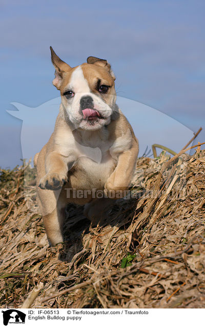 Englische Bulldogge Welpe / English Bulldog puppy / IF-06513