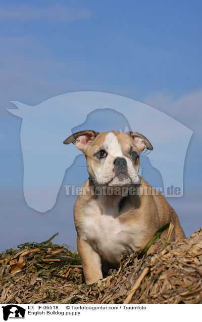 Englische Bulldogge Welpe / English Bulldog puppy / IF-06518