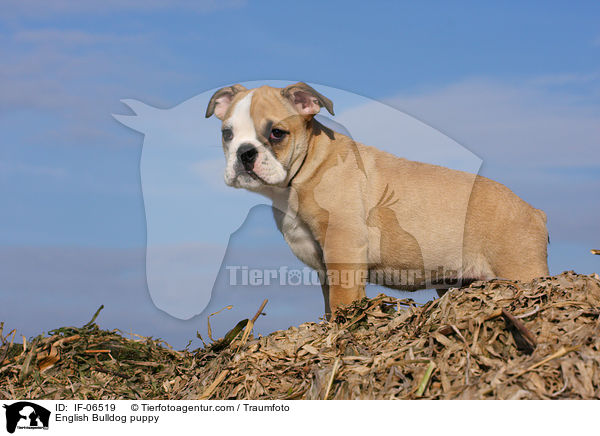 Englische Bulldogge Welpe / English Bulldog puppy / IF-06519