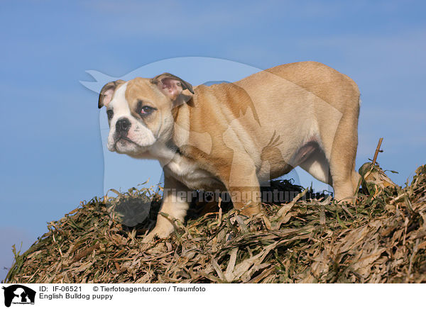 Englische Bulldogge Welpe / English Bulldog puppy / IF-06521