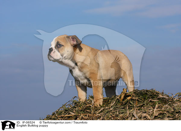 Englische Bulldogge Welpe / English Bulldog puppy / IF-06524
