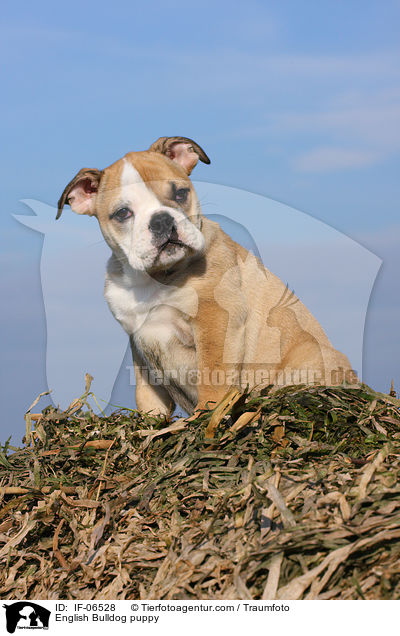 Englische Bulldogge Welpe / English Bulldog puppy / IF-06528