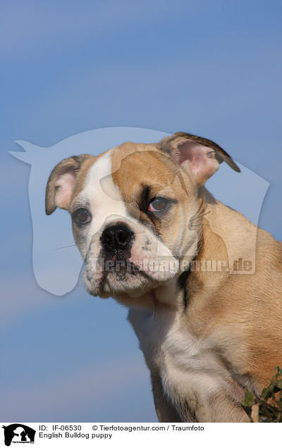 Englische Bulldogge Welpe / English Bulldog puppy / IF-06530