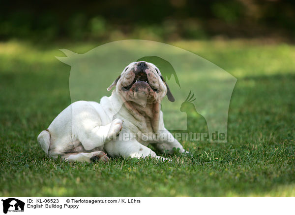Englische Bulldogge Welpe / English Bulldog Puppy / KL-06523
