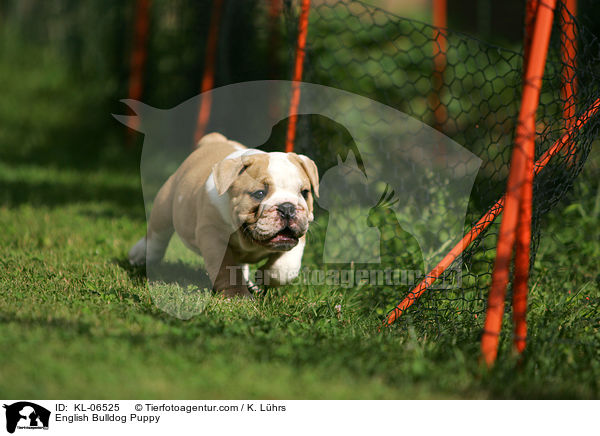 Englische Bulldogge Welpe / English Bulldog Puppy / KL-06525