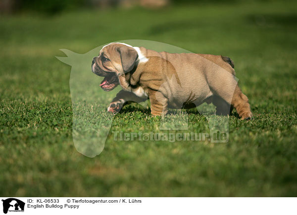 Englische Bulldogge Welpe / English Bulldog Puppy / KL-06533