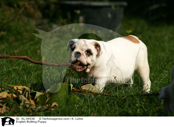 Englische Bulldogge Welpe / English Bulldog Puppy / KL-06538