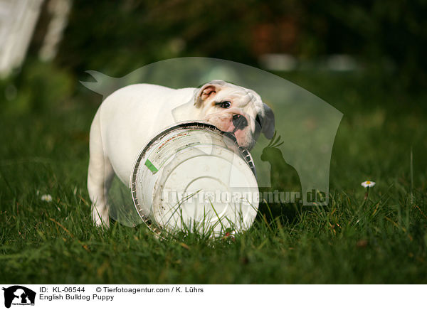 Englische Bulldogge Welpe / English Bulldog Puppy / KL-06544