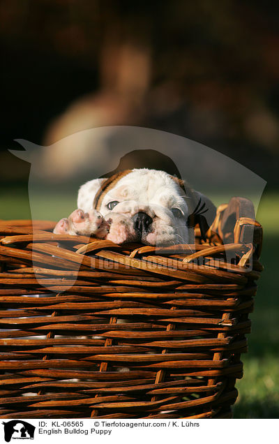 Englische Bulldogge Welpe / English Bulldog Puppy / KL-06565