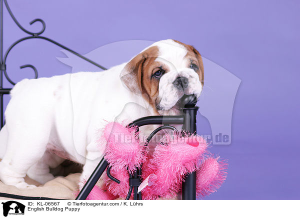 Englische Bulldogge Welpe / English Bulldog Puppy / KL-06567