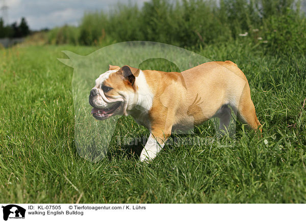 walking English Bulldog / KL-07505