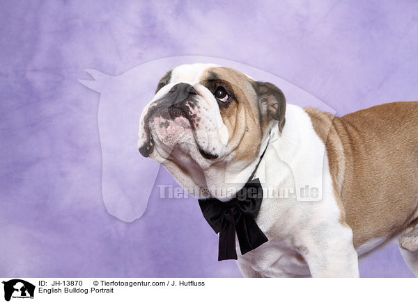 Englische Bulldogge Portrait / JH-13870