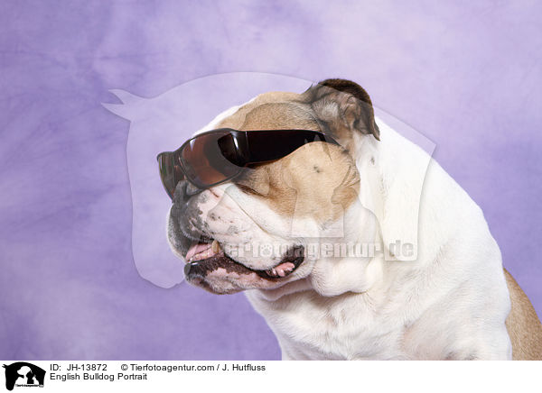 Englische Bulldogge Portrait / English Bulldog Portrait / JH-13872