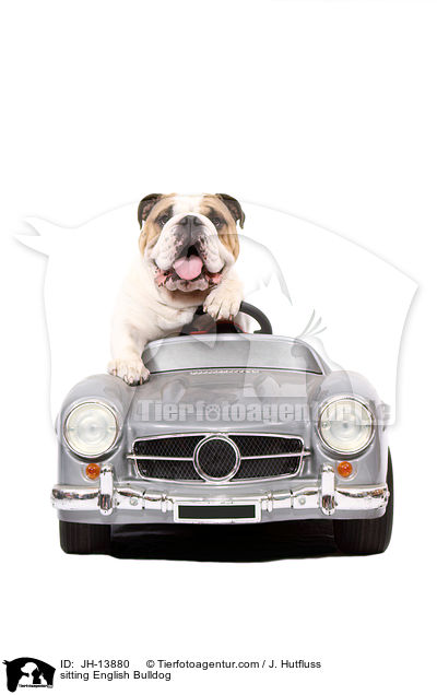 sitting English Bulldog / JH-13880