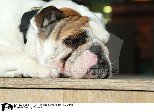 Englische Bulldogge Portrait / English Bulldog Portrait / KL-08517