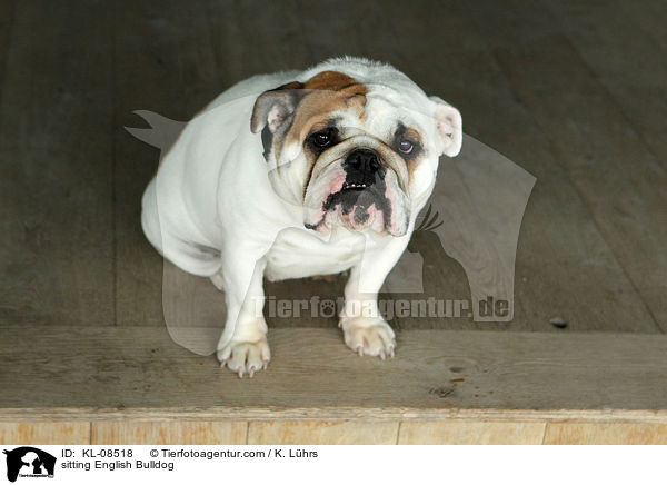 sitzende Englische Bulldogge / sitting English Bulldog / KL-08518