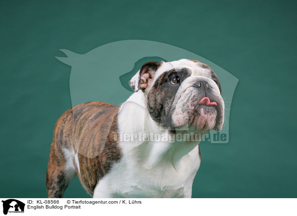 Englische Bulldogge Portrait / English Bulldog Portrait / KL-08566