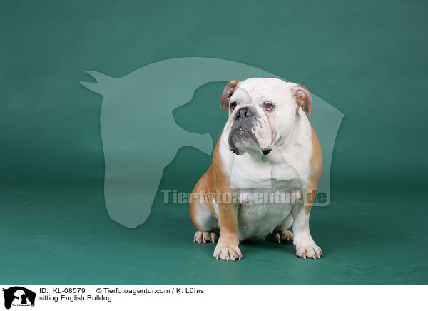 sitzende Englische Bulldogge / sitting English Bulldog / KL-08579