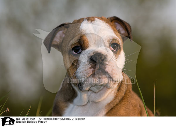 Englische Bulldogge Welpe / English Bulldog Puppy / JB-01400