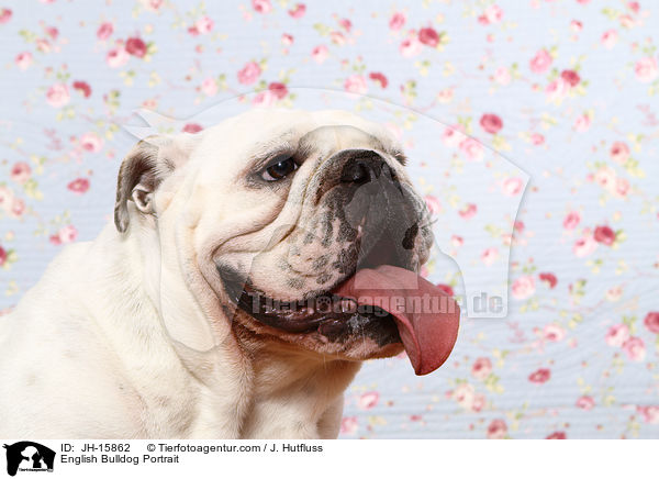 Englische Bulldogge Portrait / English Bulldog Portrait / JH-15862