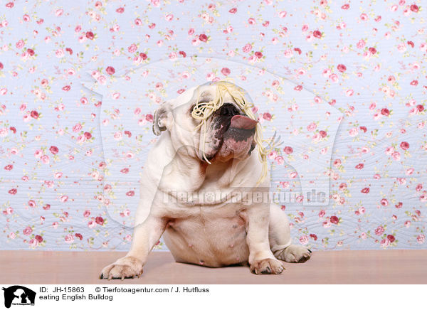 fressende Englische Bulldogge / eating English Bulldog / JH-15863