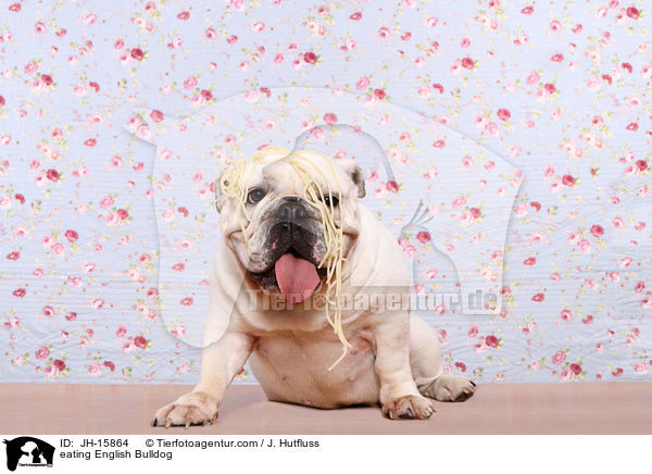 fressende Englische Bulldogge / eating English Bulldog / JH-15864