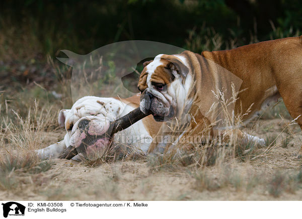 Englische Bulldoggen / English Bulldogs / KMI-03508
