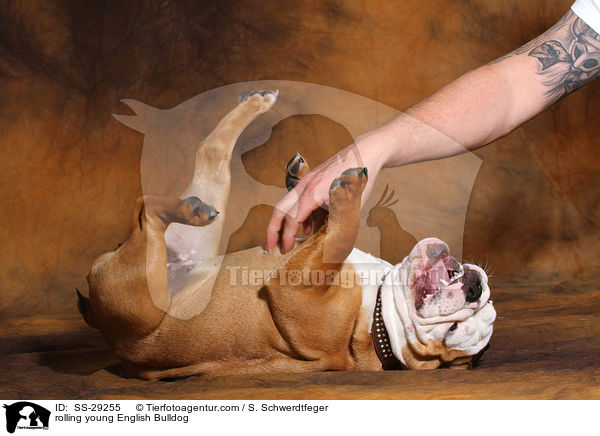 junge Englische Bulldogge wlzt sich / rolling young English Bulldog / SS-29255