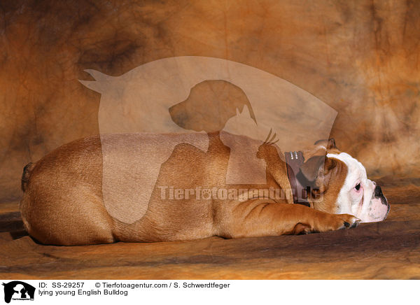 liegende junge Englische Bulldogge / lying young English Bulldog / SS-29257