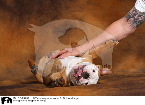 junge Englische Bulldogge wlzt sich / rolling young English Bulldog / SS-29259