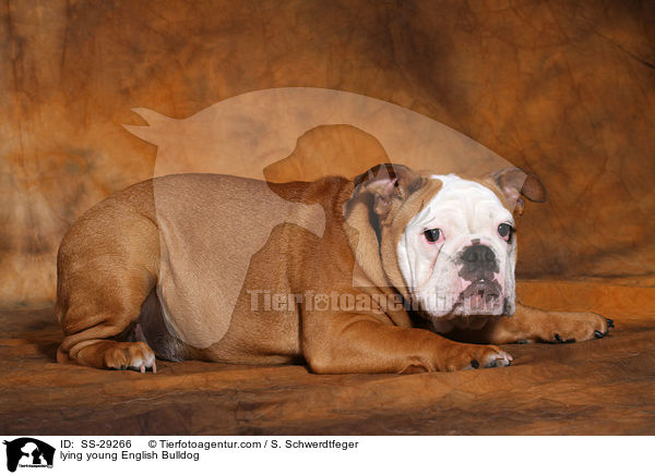 liegende junge Englische Bulldogge / lying young English Bulldog / SS-29266