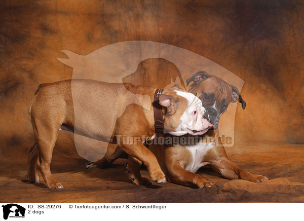 2 Hunde / 2 dogs / SS-29276